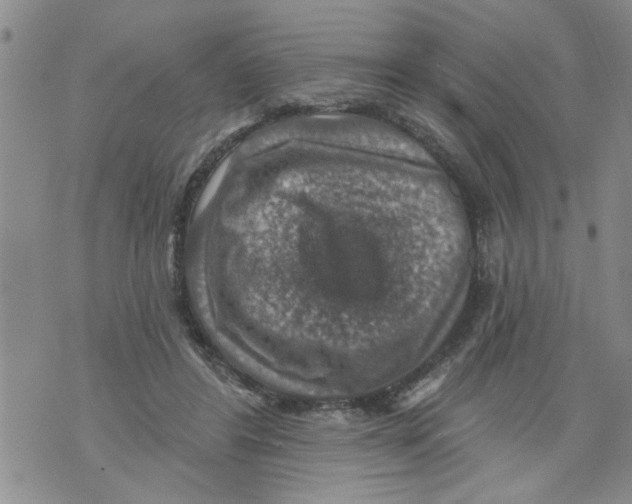 X0000073890404200609082128