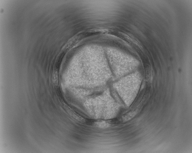 X0000073890425200609082127