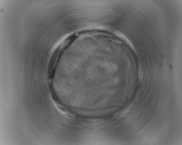 X0000073890436200609082127