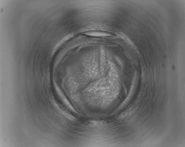 X0000073890442200609082127