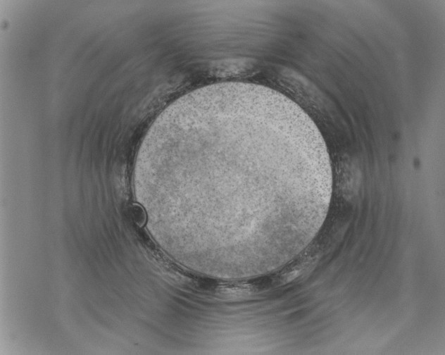 X0000073890510200609082126