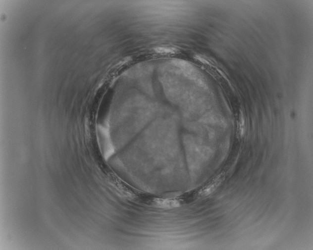 X0000073890520200609082126