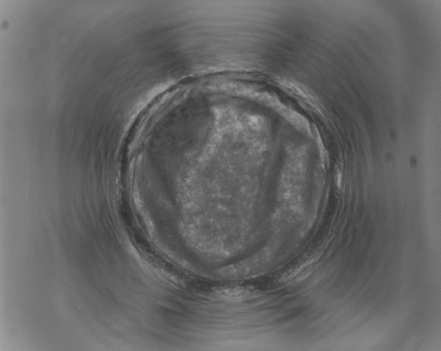 X0000073890540200609082125