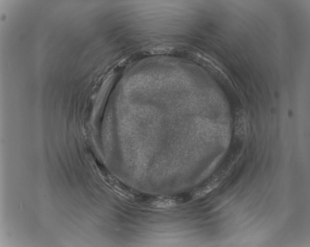 X0000073890604200609082125