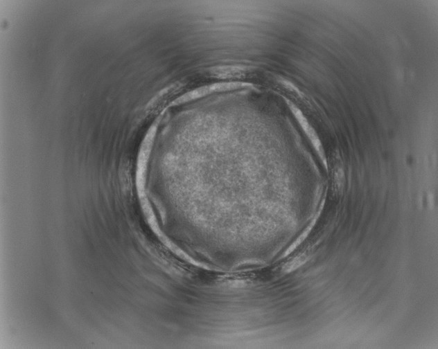 X0000073890620200609082124