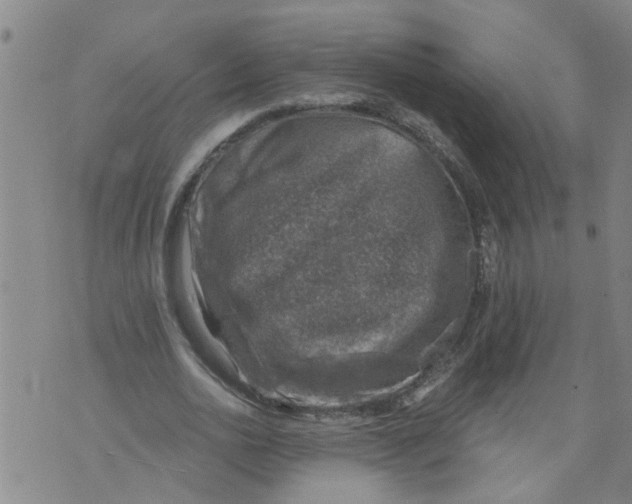 X0000073890726200609082122