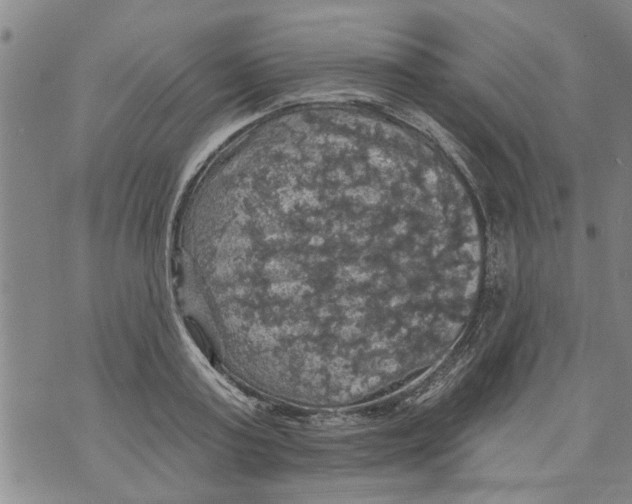 X0000073890795200609082122