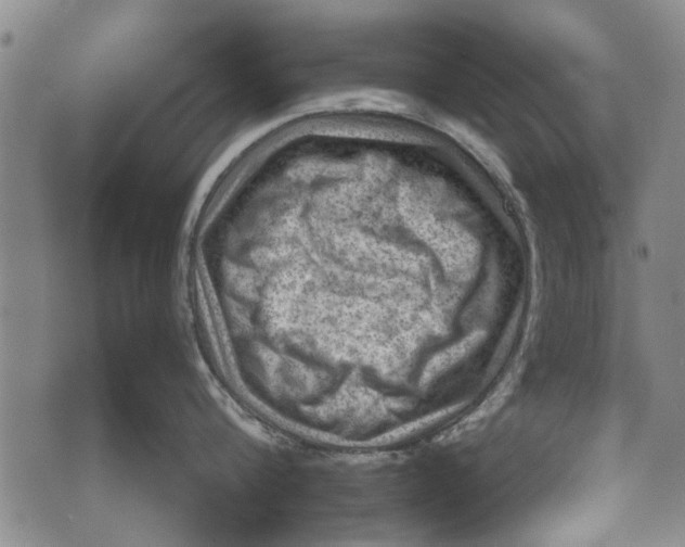 X0000073890816200609082121