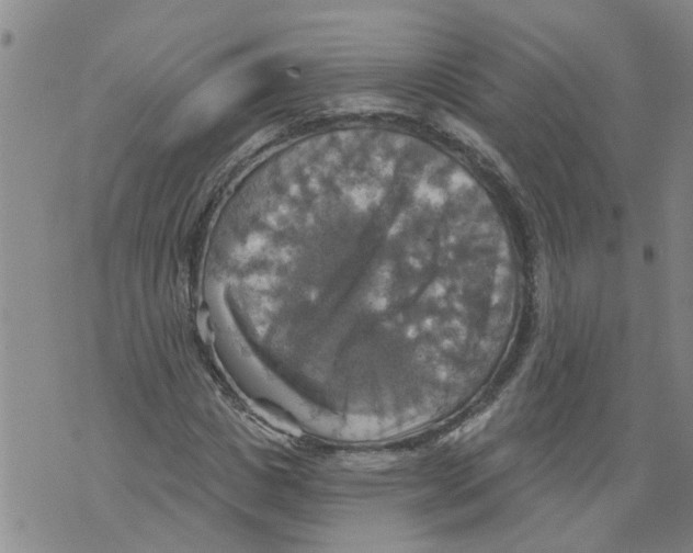 X0000073890825200609082121