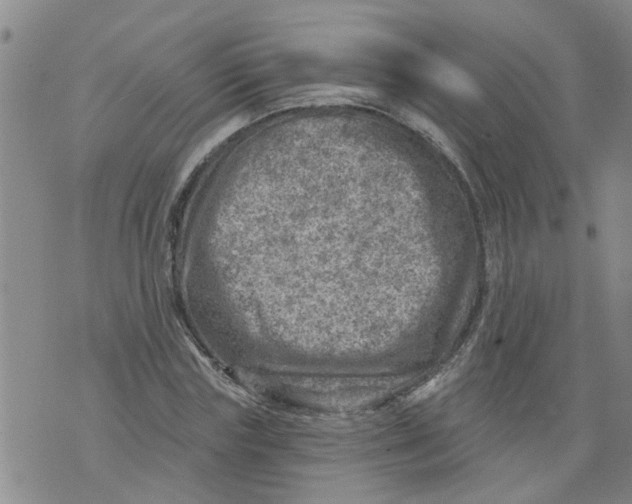 X0000073890827200609082121