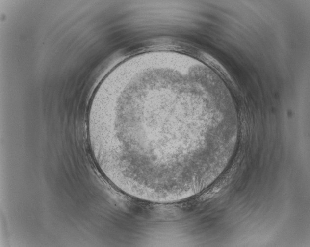 X0000073890852200609082121