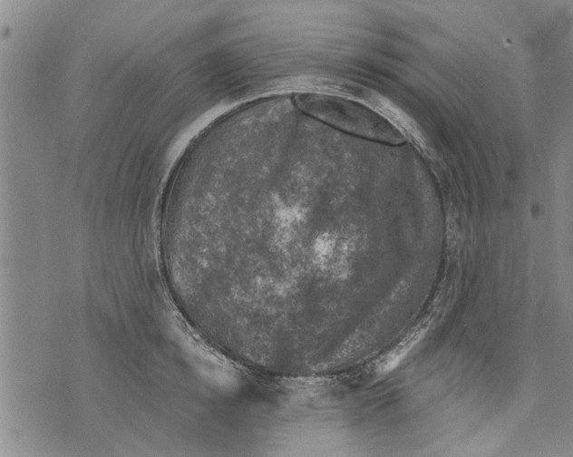 X0000073890854200609082121