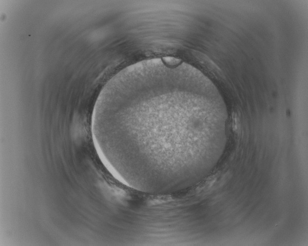 X0000073890915200609082119