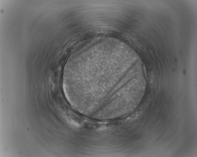 X0000073890916200609082119