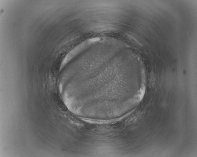 X0000073890917200609082119