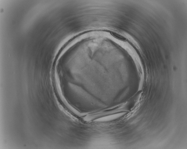 X0000073890958200609082119