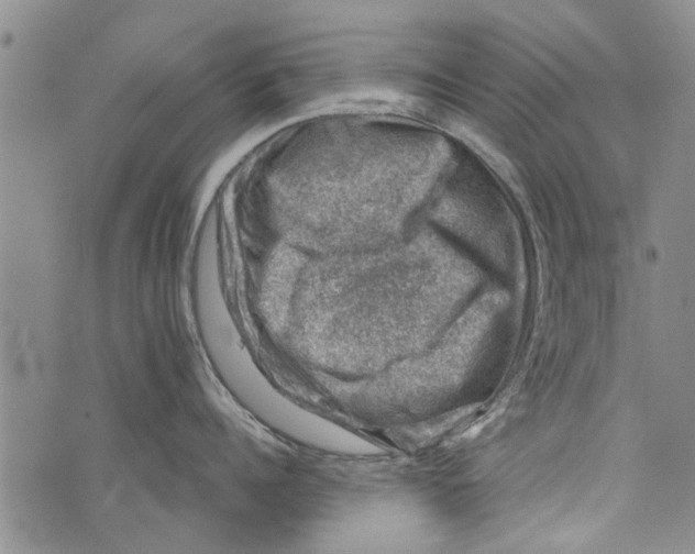 X0000073890960200609082119