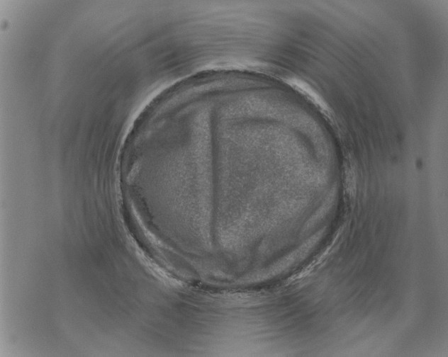 X0000073890976200609082118