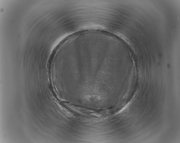 X0000073891022200609082117