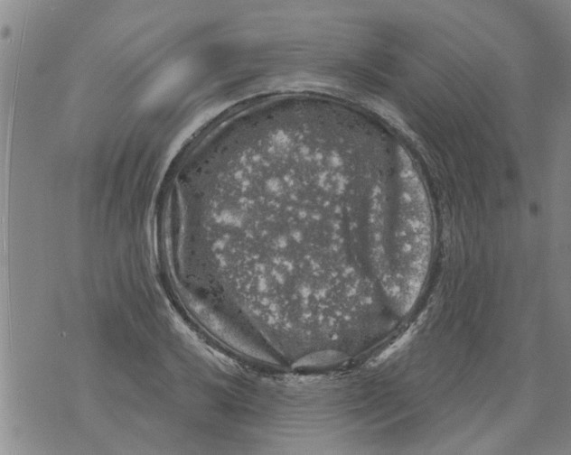 X0000073891032200609082118