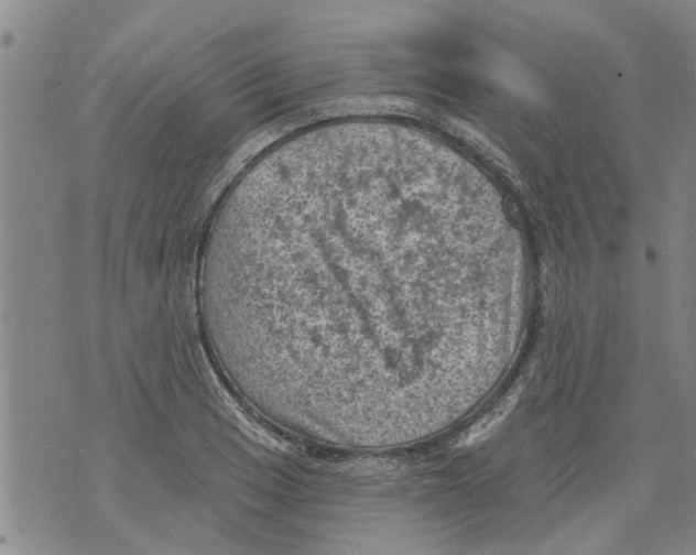 X0000073891033200609082118