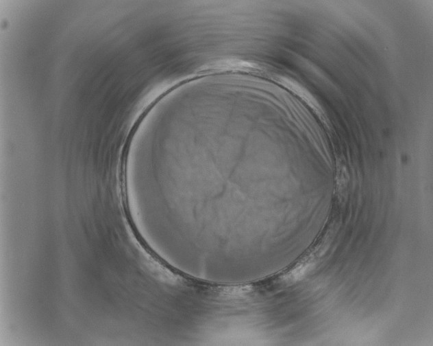 X0000073891055200609082118