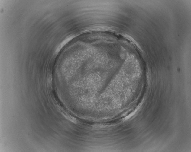 X0000073891065200609082117