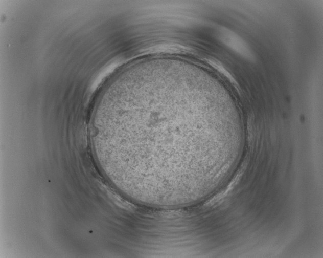 X0000073891067200609082117