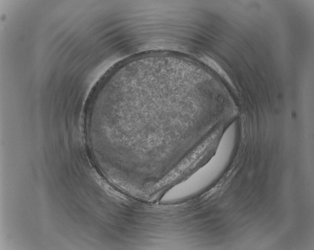 X0000073891068200609082117