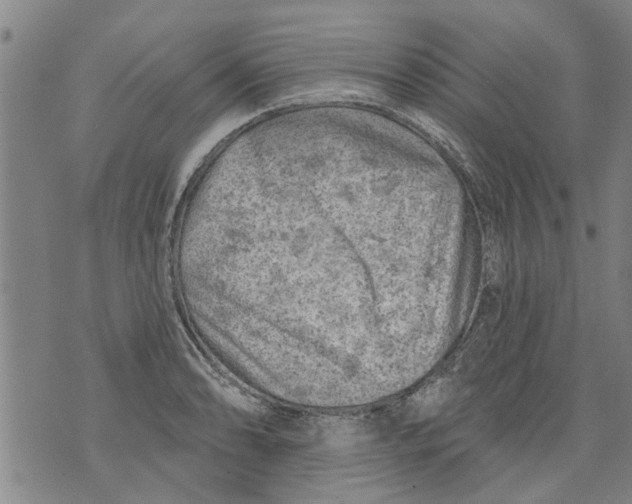 X0000073891086200609082117