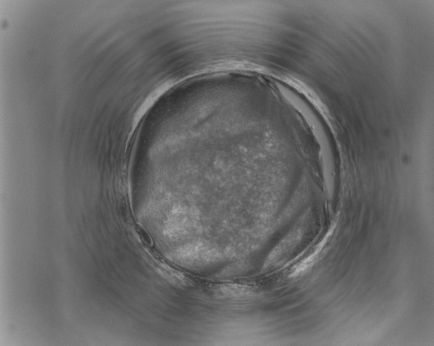 X0000073891097200609082116