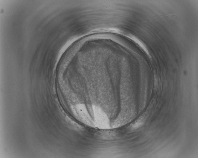 X0000073891102200609082116