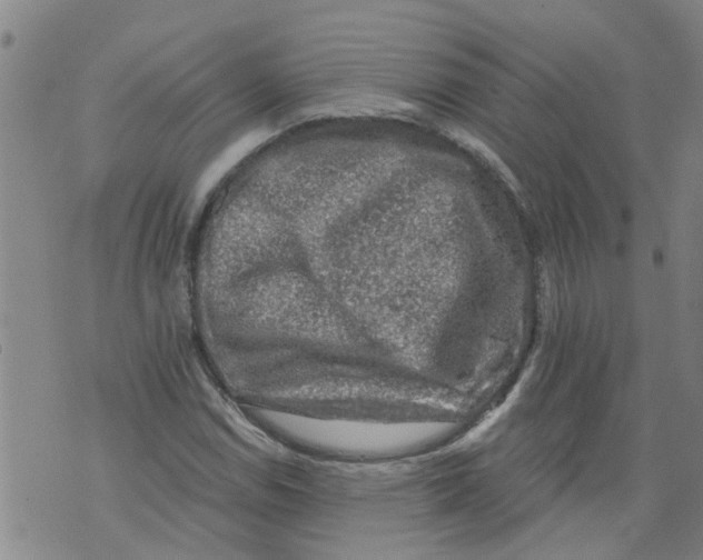 X0000073891114200609082116