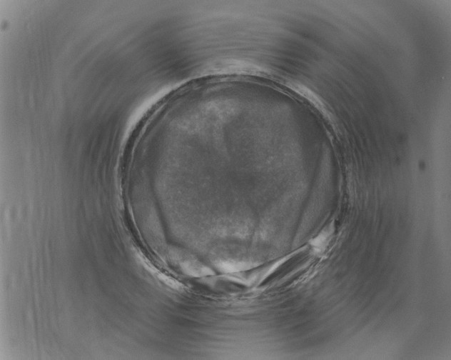 X0000073891120200609082116