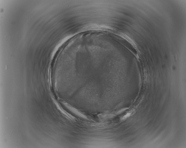 X0000073891128200609082116