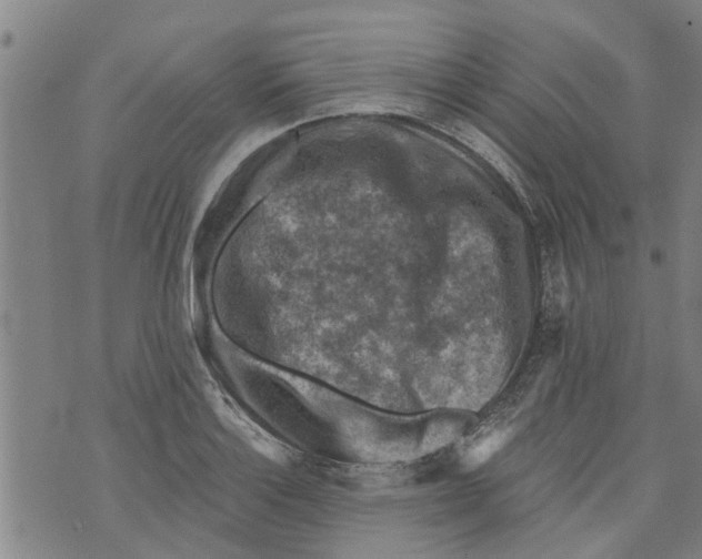 X0000073891132200609082116