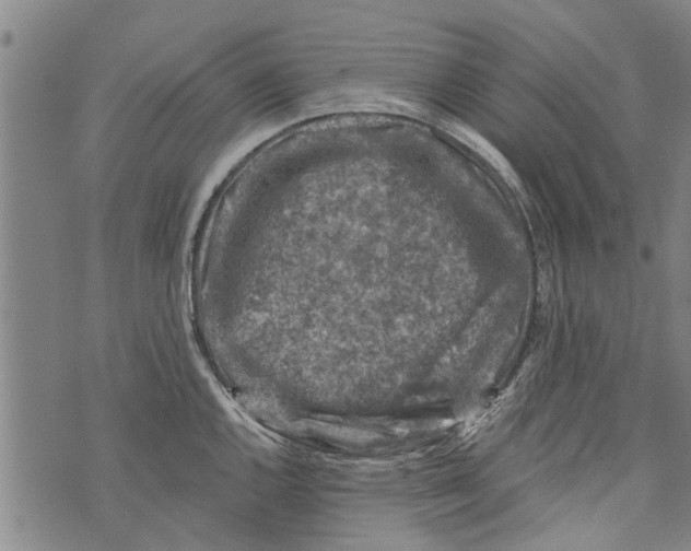 X0000073891144200609082116