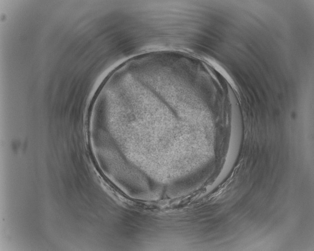 X0000073891148200609082116