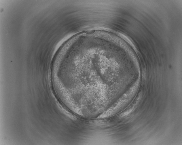 X0000073891149200609082116