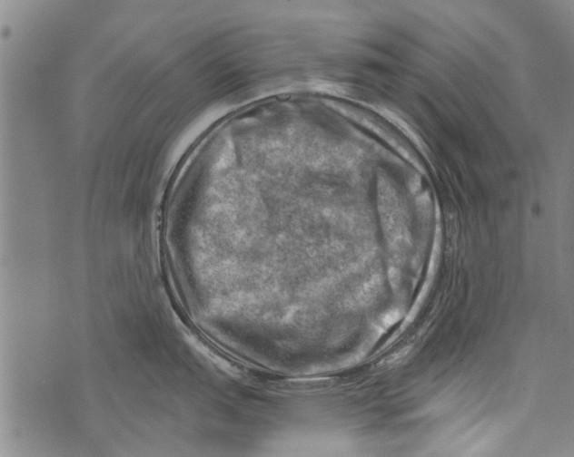 X0000073891151200609082116