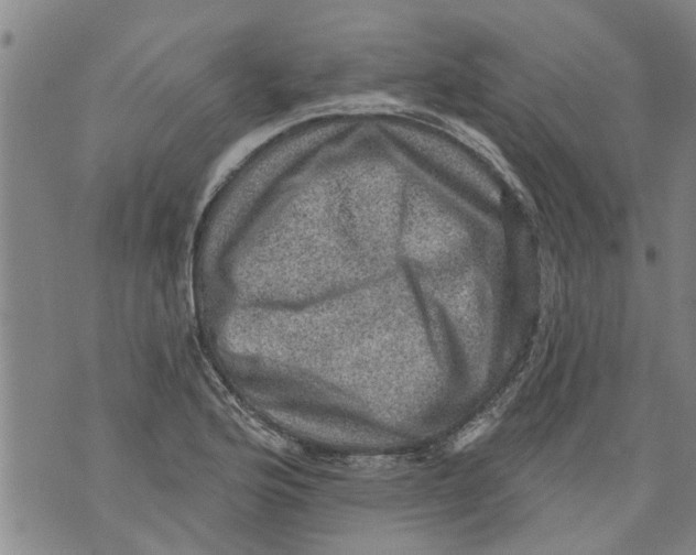 X0000073891176200609082115