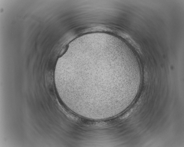 X0000073891233200609082115