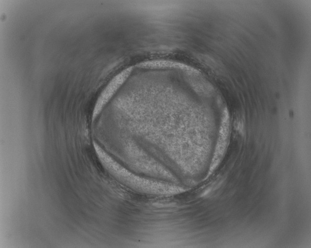 X0000073891252200609082114