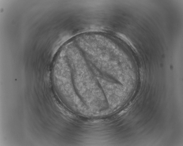 X0000073891260200609082114