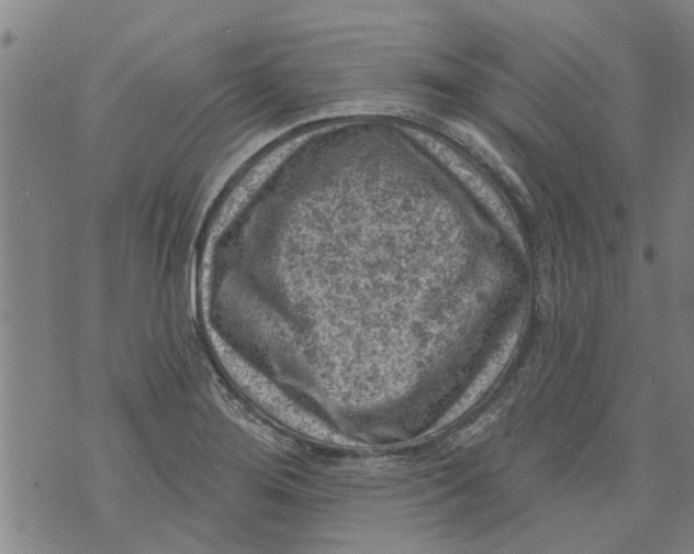 X0000073891276200609082114