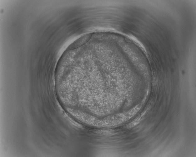 X0000073891287200609082113