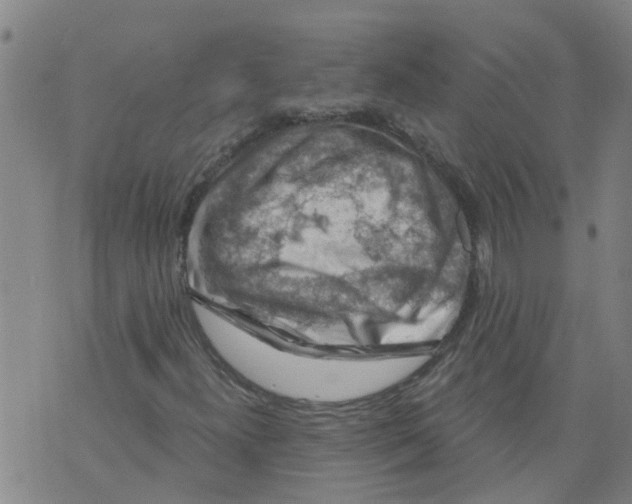 X0000073891300200609082113