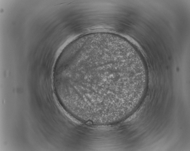 X0000073891333200609082113