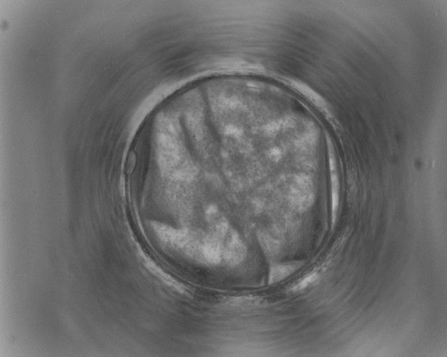 X0000073891335200609082113