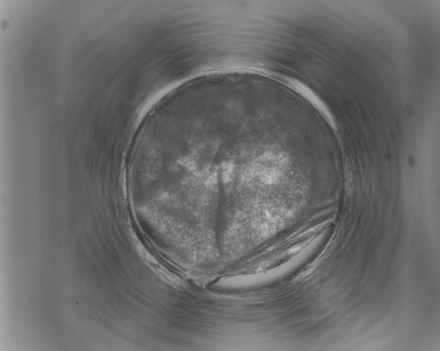 X0000073891388200609082112